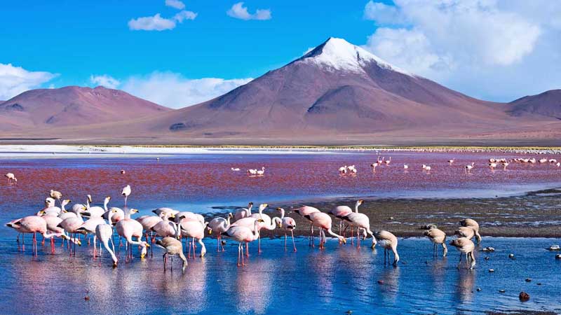 laguna-colorada-bolivia