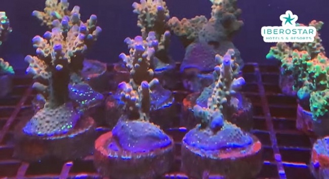 vivero-de-corales-iberostar