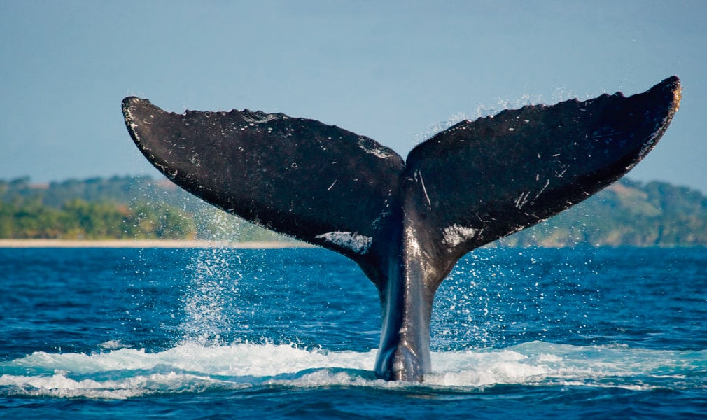 temporada-ballenas-2021 (Foto La Corriente)