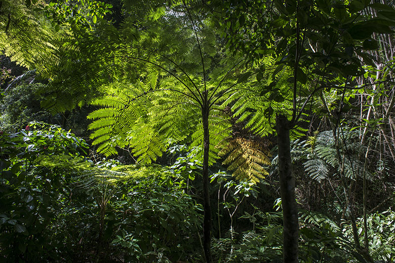 Topes de Collantes (23)