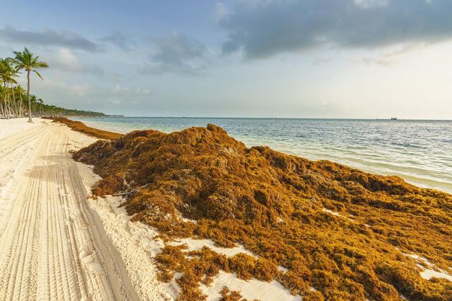 Sargaço-RivieraMaya (foto DinkyViajeros)