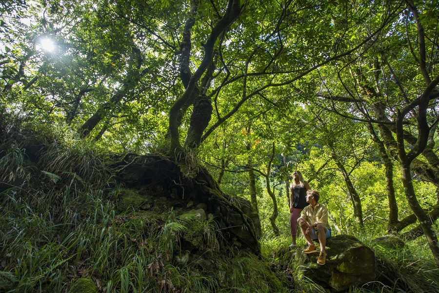 Laurissilva_Natureza_Madeira004©Andre Carvalho