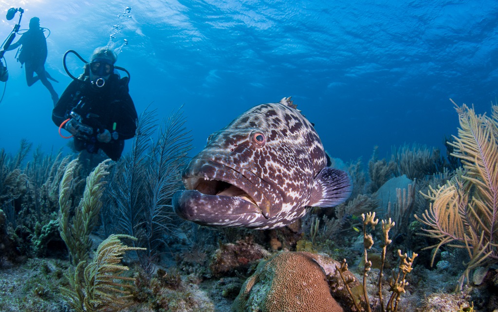 Cuba-destino-mergulho