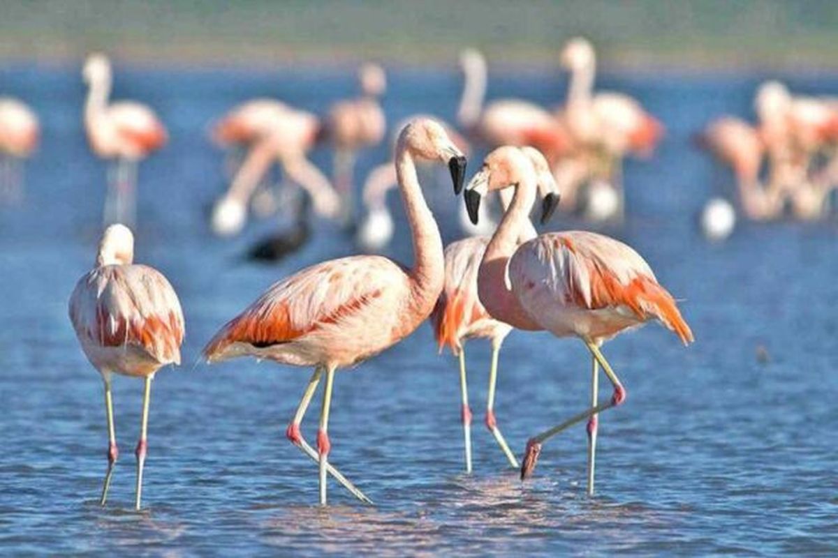 Parque Nacional Ansenuza, Argentina (foto EL ABC RURAL)