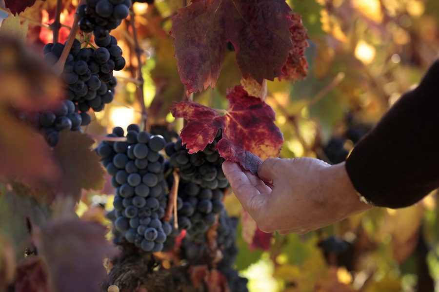 Uvas (foto Vivanco-bodega)