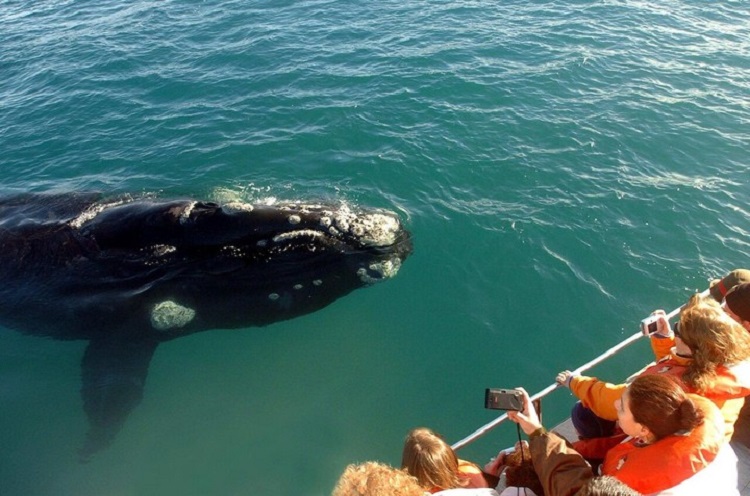 Baleias e pinguins de Porto Madryn (foto Clarín)