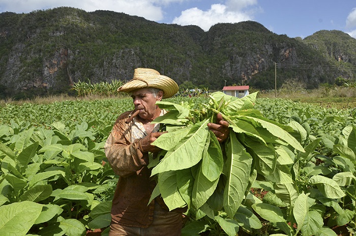 Colheita da folha de Tabaco, Viñales