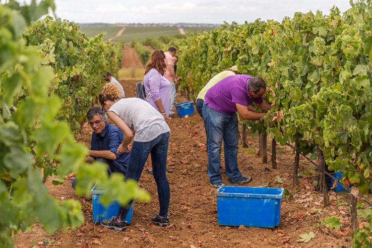 Experiência da vindima para turistas - Casa de Campo Vila Galé - Adega Santa Vitória - Crédito VictorCarvalho.com.br