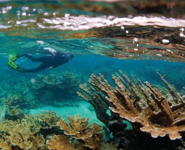 First-Ever Guidelines to Help Caribbean Tourism Sector Conserve Coral Reefs