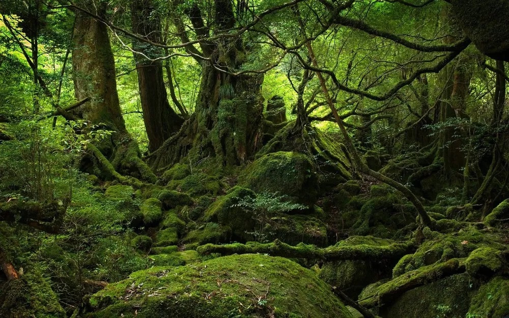 Halloween-Bosque-Suicidios