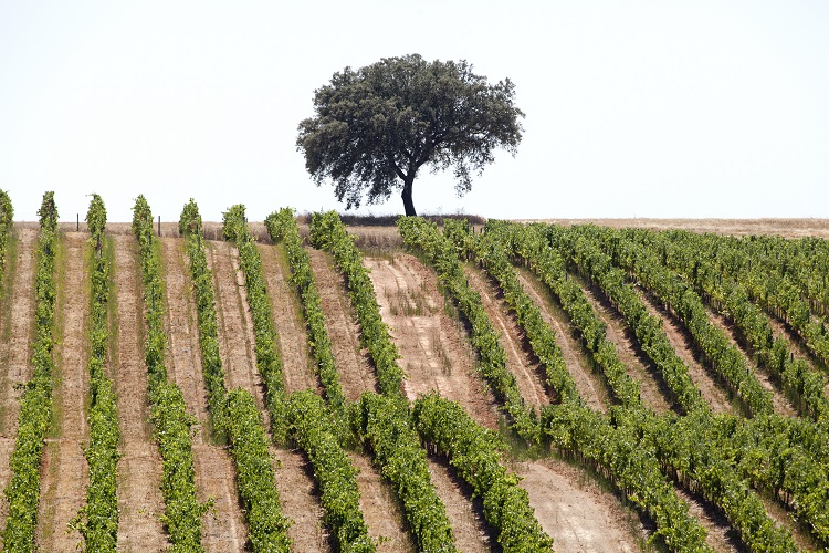Herdade da Malhadinha Nova_Vinhas (115)