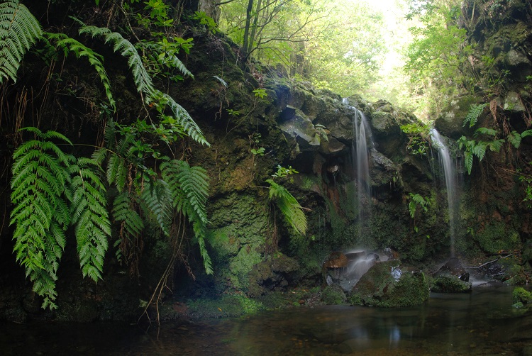 Madeira - Laurissilva