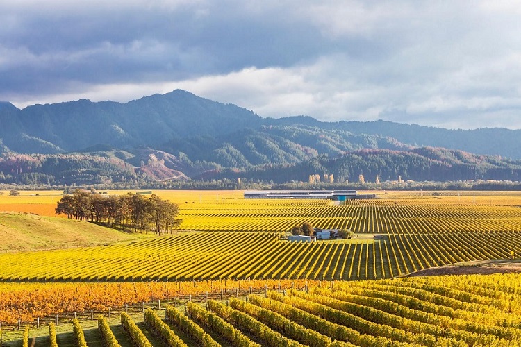 Marlborough, Nueva Zelanda por Matteo Colombo