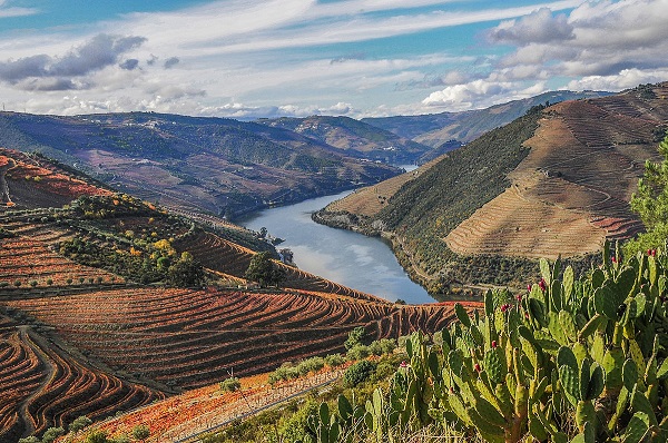 Região Vinícola do Alto Duero Viñatero