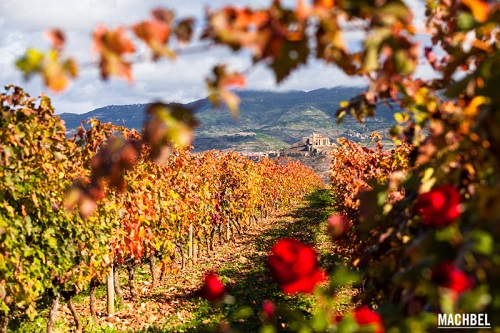 Vinhedos de A Rioja, Espanha (foto Machbel)