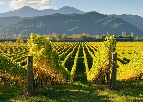 Vinhedos de Marlborough, Nova Zelândia (foto Viator)