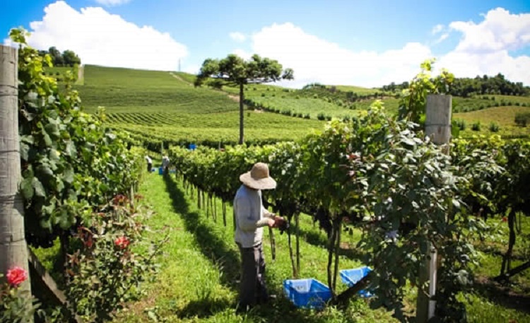 Vinhios em Serra Gaucha