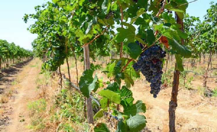 Vinhos do Vale de San Francisco-Brasil