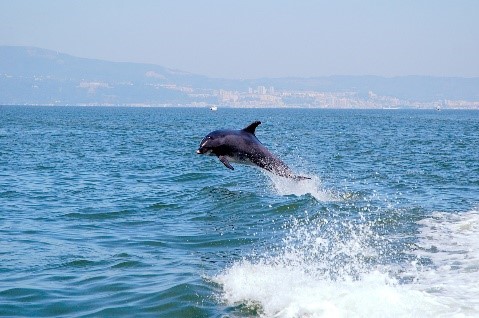avistamento de golfinhos em Arrábida