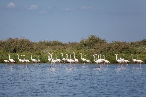 flamencos na Reserva Natural do Estuário do Tejo