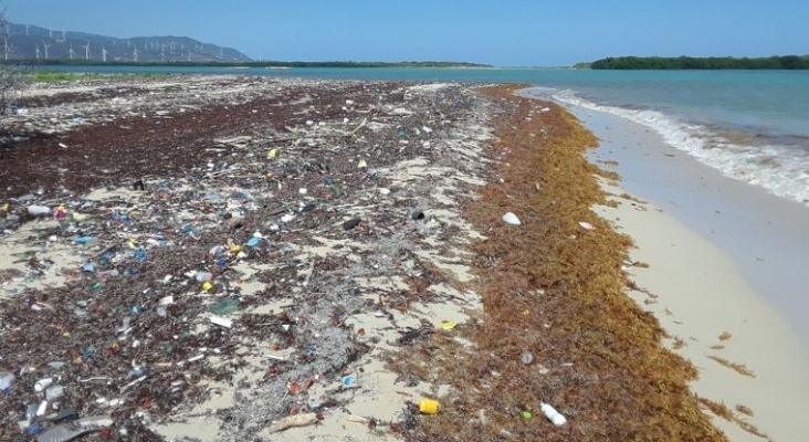 sargazo-republica-dominicana (tourinews)