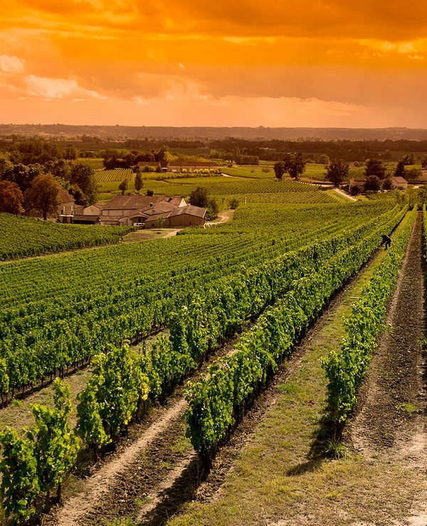 vinhedos saint-emilion-Burdeos, França (foto Hola)