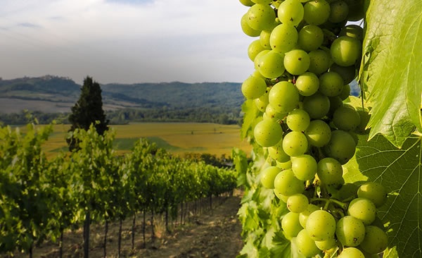 vinhos-regiao-veneto (foto MrVinos)