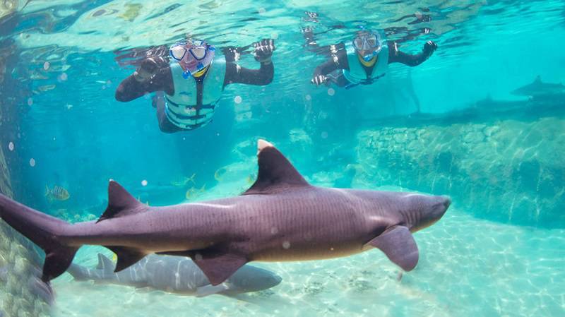 Discovery Cove lança nova experiência de nado com tubarões