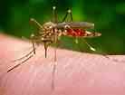Autoridades cubanas chamam a intensificar campanha contra o mosquito Aedes