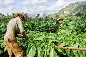Intensificam modalidade de turismo agrário em oriente de Cuba