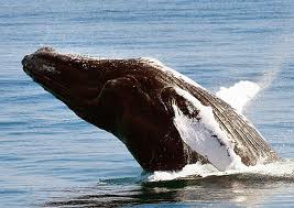 República Dominicana anuncia temporada das baleias jubarte
