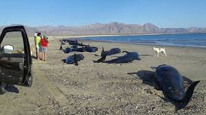 Morte de baleias em costa mexicana do Pacífico comove o país