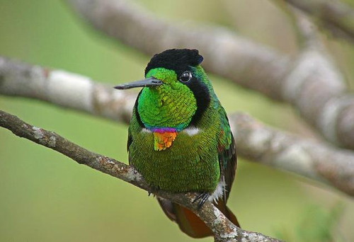  Novos roteiros atraem observadores de aves ao Brasil