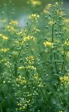 Camelina Iberia e Repsol realizam primeiro voo espanhol com biocombustível