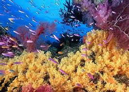 Corais do Caribe Corais do Caribe ameaçados por sobre pesca e turismo