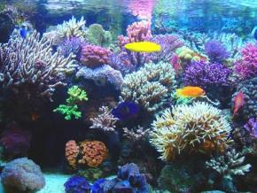 Menos de duas décadas para salvar os corais do Caribe