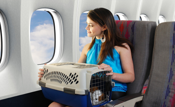 Azul dá sachês de comida para passageiros com pets
