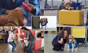 Sherlock correteia e devolve objetos esquecidos, KLM KLM utiliza um cão para devolver aos passageiros os objetos olvidados no avião