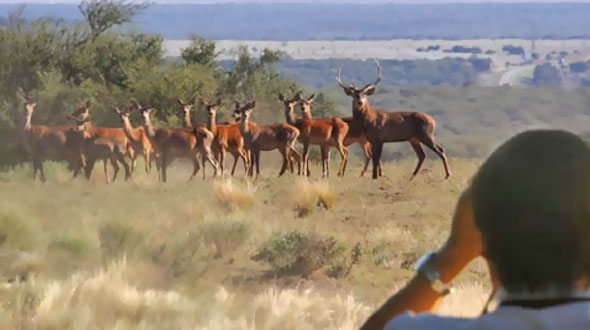  Lançam em La Pampa temporada de observação de cervos
