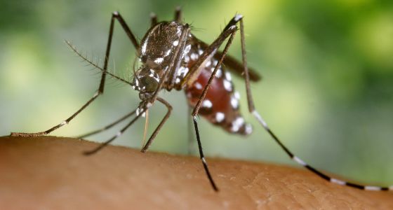 Viagens e aquecimento propagam as enfermidades transmitidas por insetos