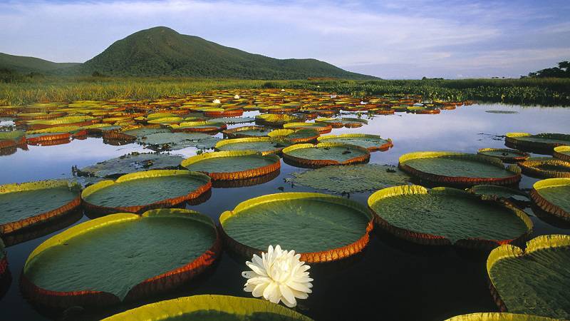5 destinos para fazer ecoturismo no Brasil