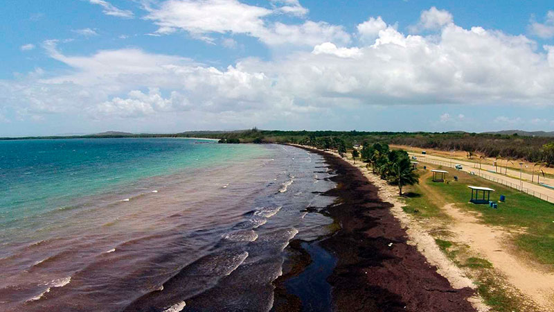 Alertam ao Caribe sobre invasão em massa de algas a suas praias