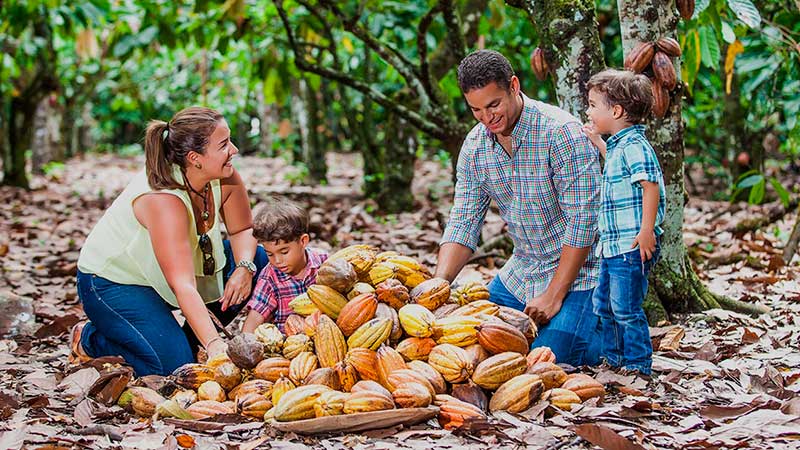 O cacau, um motor turístico, social e cultural em República Dominicana