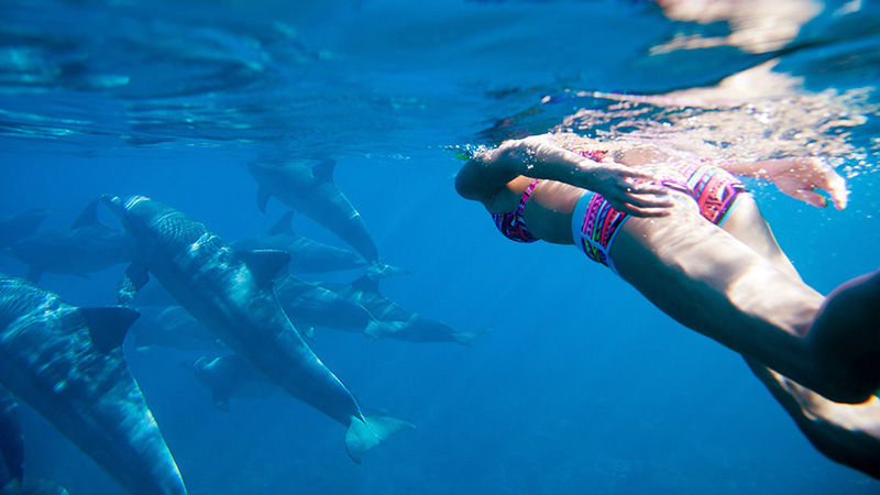 Jalisco Wildlife Connection faz seus sonhos se tornarem realidade