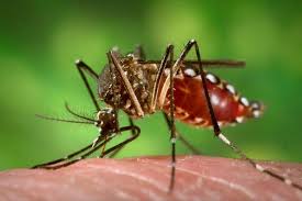  Luta regional endurece contra o mosquito aedes aegypti, transmissor do zika vírus