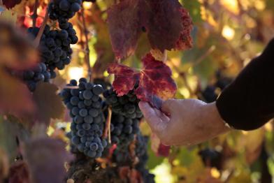 Uvas (foto Vivanco-bodega)